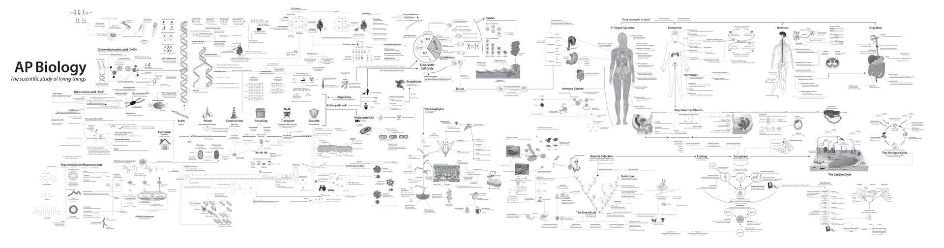 Document Overview